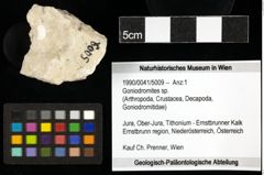Foto (Objekt + Etiketten) von Goniodromites sp. 
